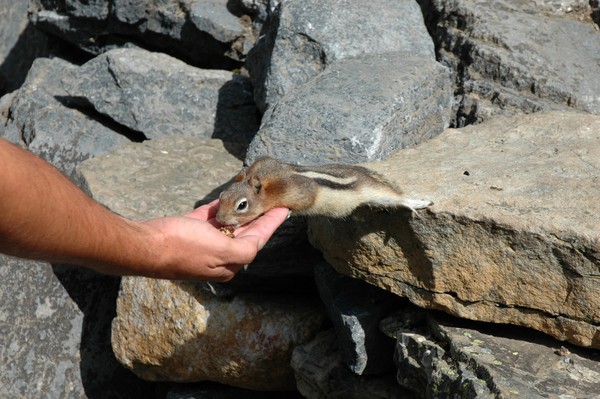 Red Squirrel
